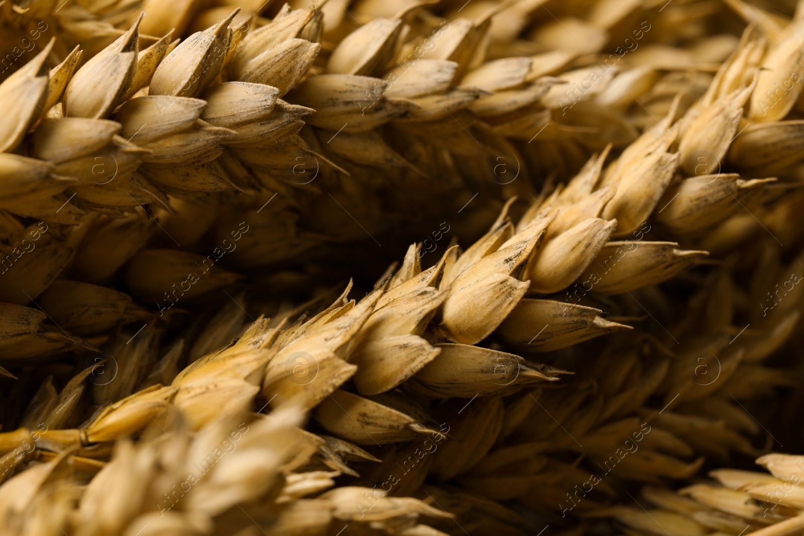 Photo of Dried ears of wheat as background, closeup