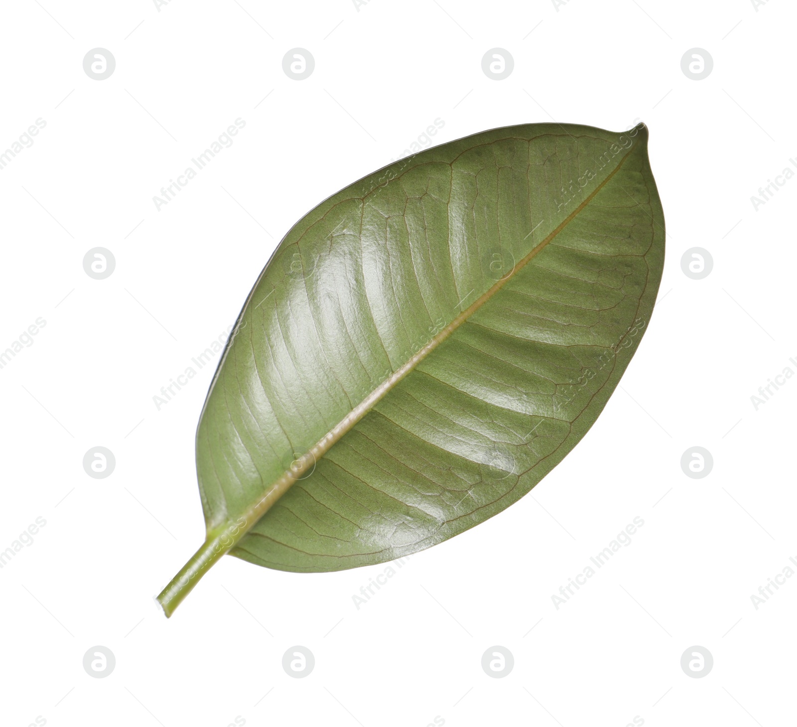 Photo of Fresh green leaf of Ficus elastica plant isolated on white