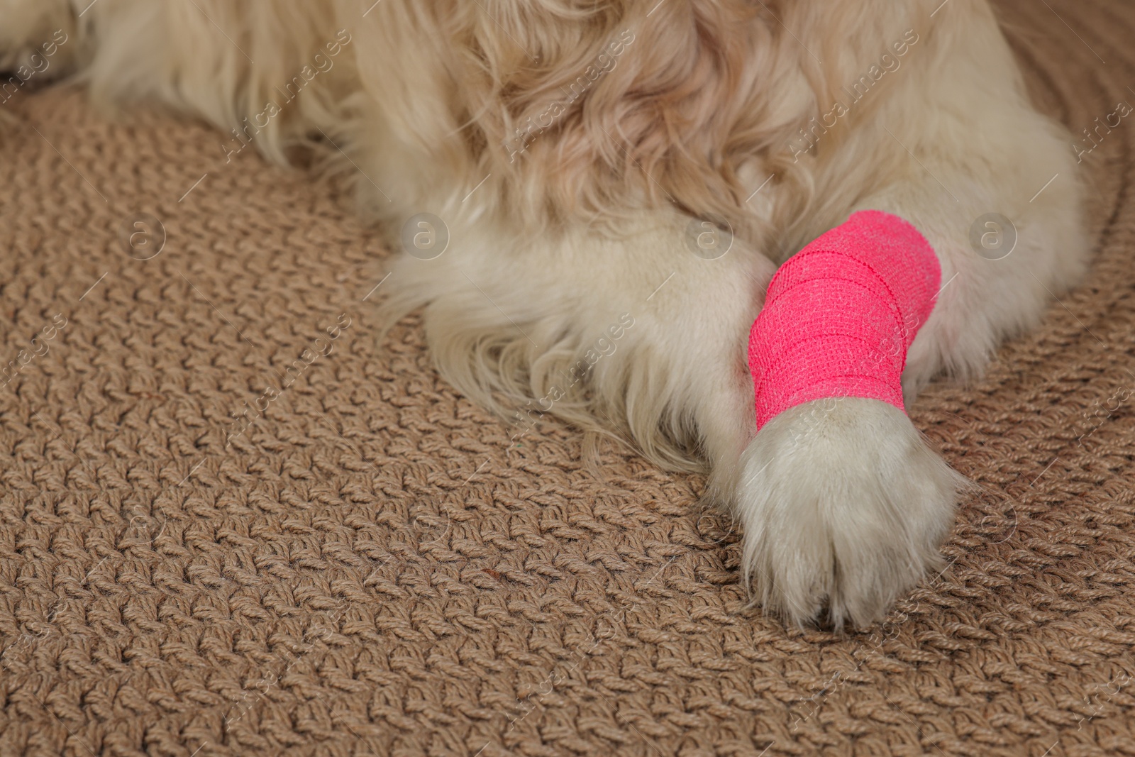 Photo of Cute golden retriever with bandage on paw at home, closeup. Space for text