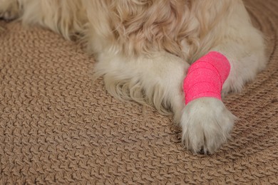 Photo of Cute golden retriever with bandage on paw at home, closeup. Space for text