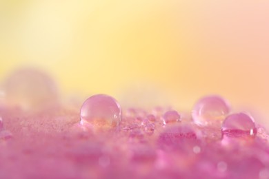 Beautiful flower with water drops on blurred background, macro view