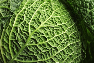 Green leaf of savoy cabbage as background, closeup