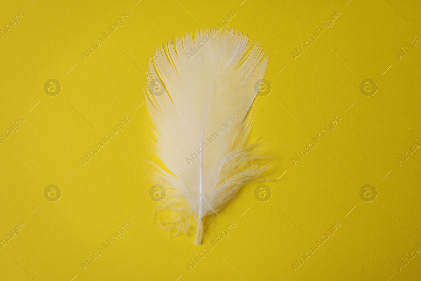 Photo of Fluffy white feather on yellow background, top view