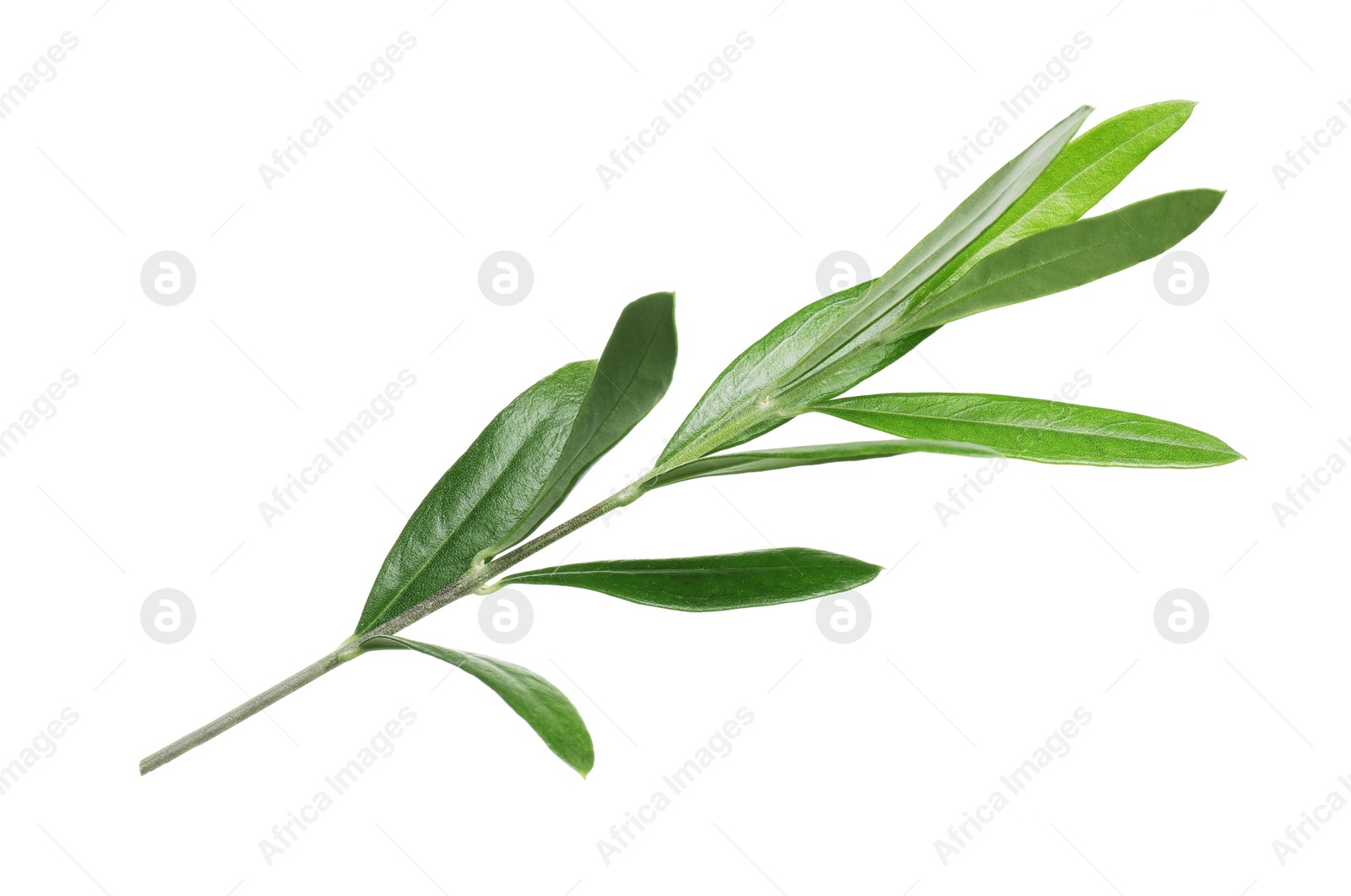 Photo of Olive twig with fresh green leaves on white background