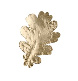 One golden oak leaf isolated on white. Autumn season