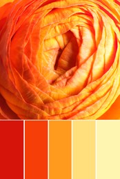 Image of Palette of autumn colors and beautiful fresh flower as background, closeup