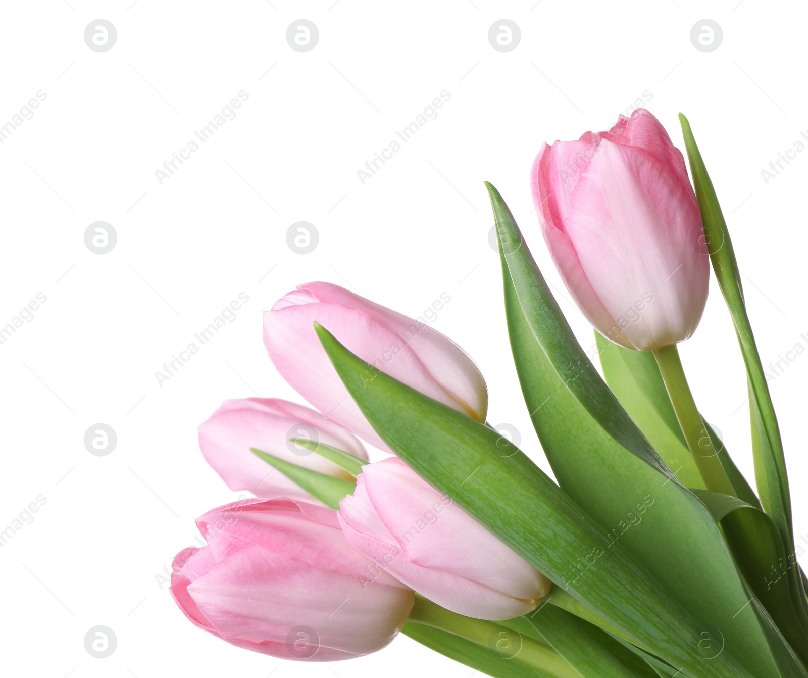 Photo of Beautiful bouquet of tulips isolated on white