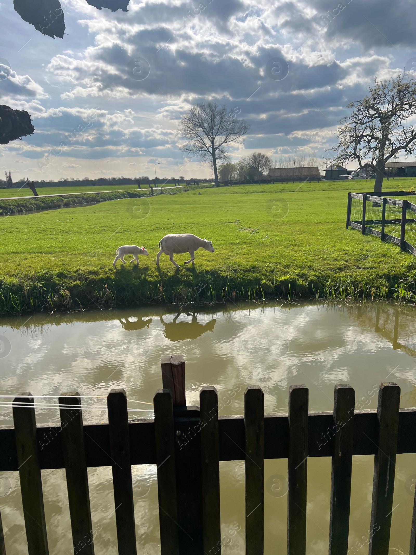 Photo of Sheep in green field near pond on sunny spring day