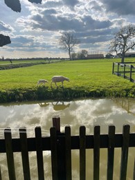 Photo of Sheep in green field near pond on sunny spring day
