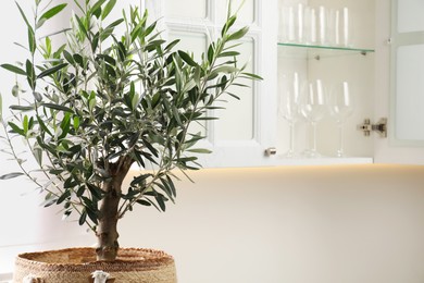 Photo of Beautiful potted olive tree near cupboard in kitchen