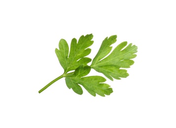 Photo of Leaves of fresh tasty parsley on white background