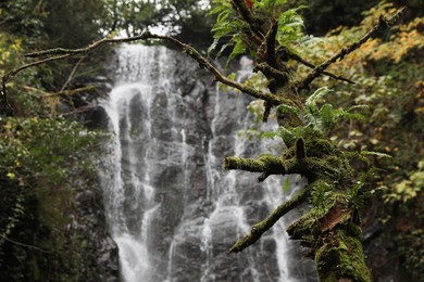 Photo of Picturesque view of beautiful mountain waterfall and green plants outdoors