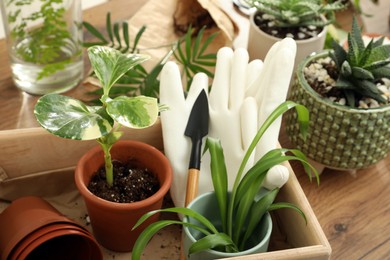 Houseplants and gardening tools on wooden table, closeup