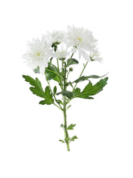 Photo of Beautiful tender chrysanthemum flowers isolated on white
