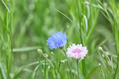 Beautiful bright spring flowers in green field, closeup with space for text