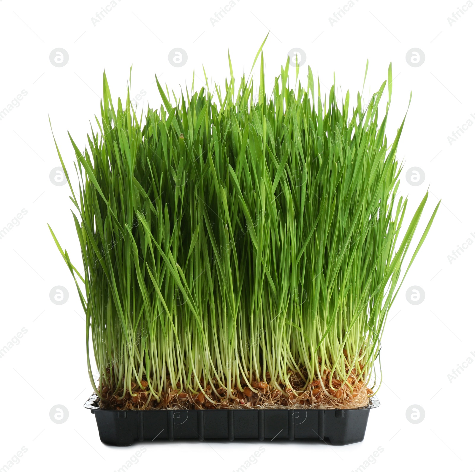 Photo of Fresh green wheat grass in container on white background