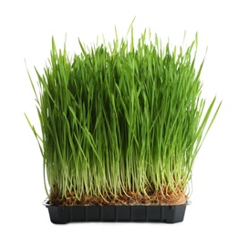 Photo of Fresh green wheat grass in container on white background