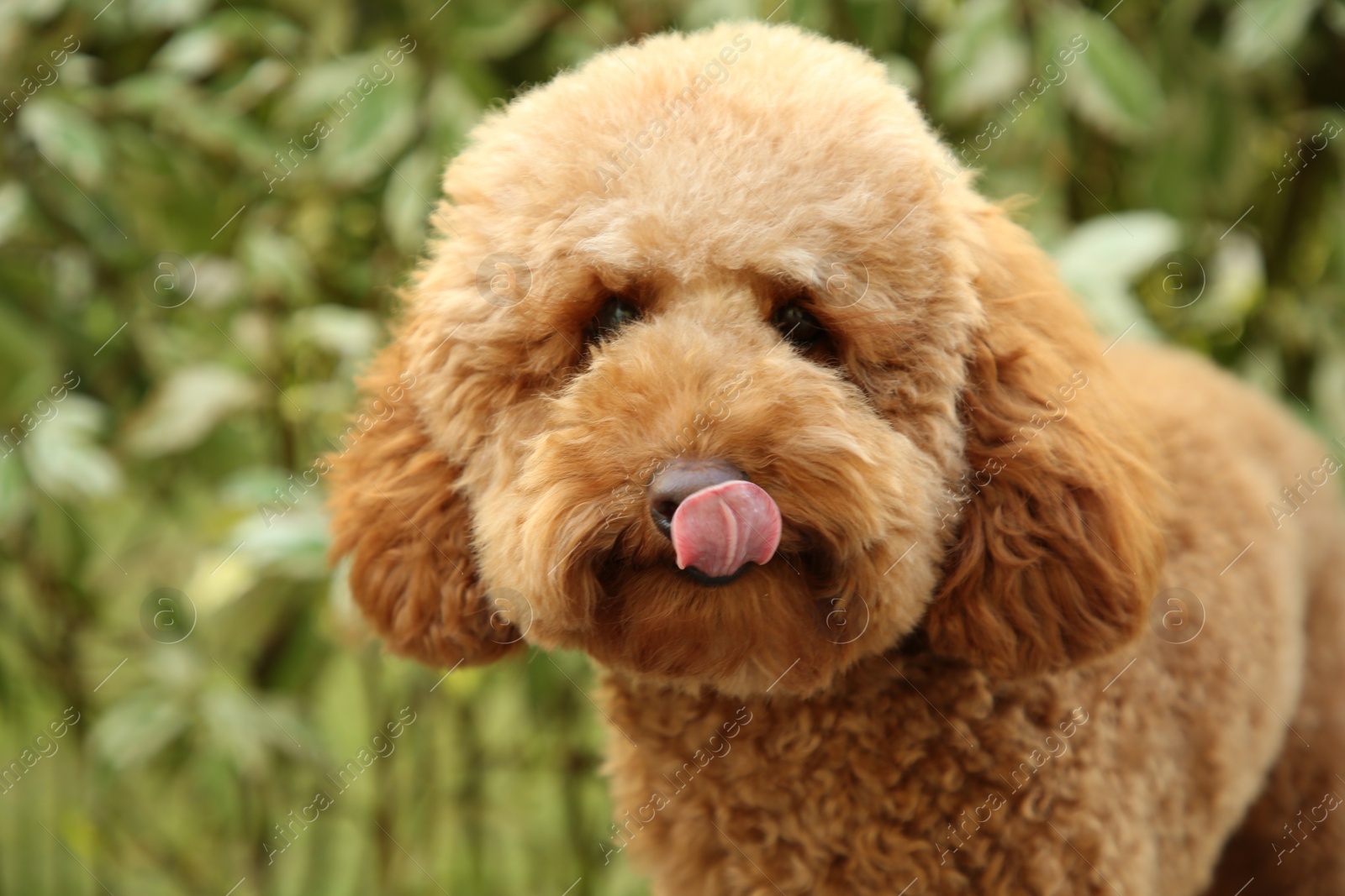 Photo of Cute fluffy dog in park, space for text