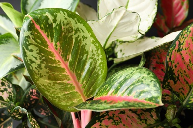 Photo of Aglaonemas with beautiful leaves as background, closeup. Tropical plants