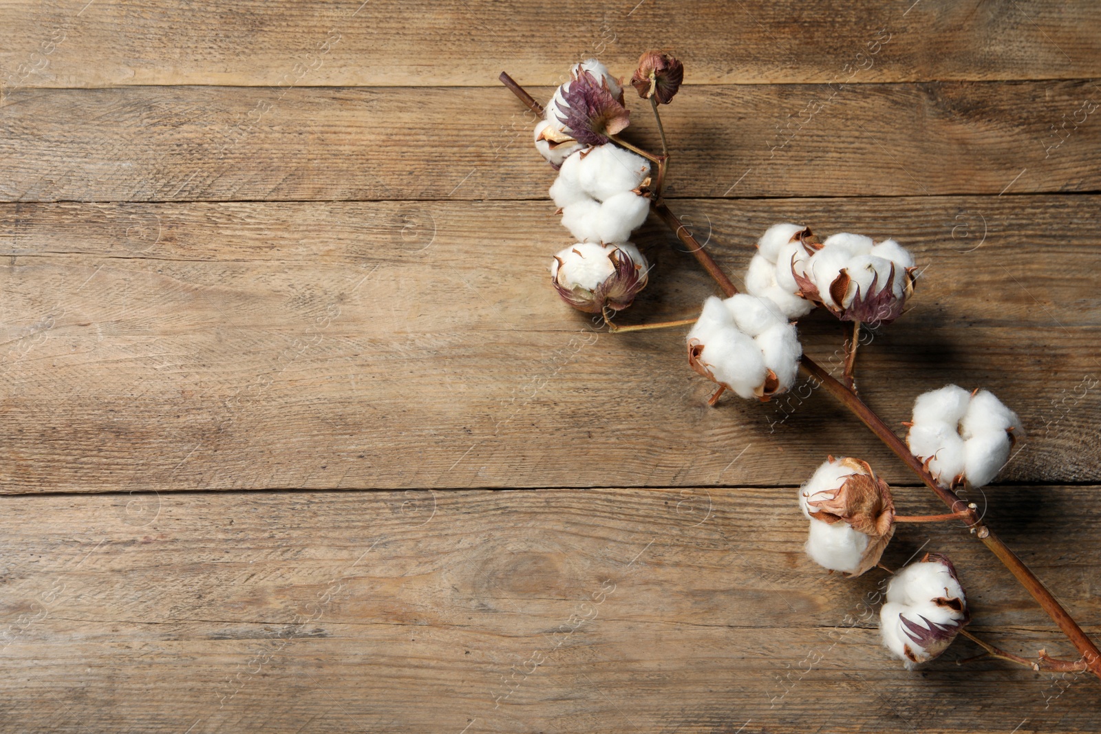 Photo of Dried cotton branch with fluffy flowers on wooden table, top view. Space for text