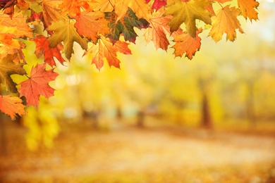 Image of Beautiful colorful autumn leaves and blurred park background