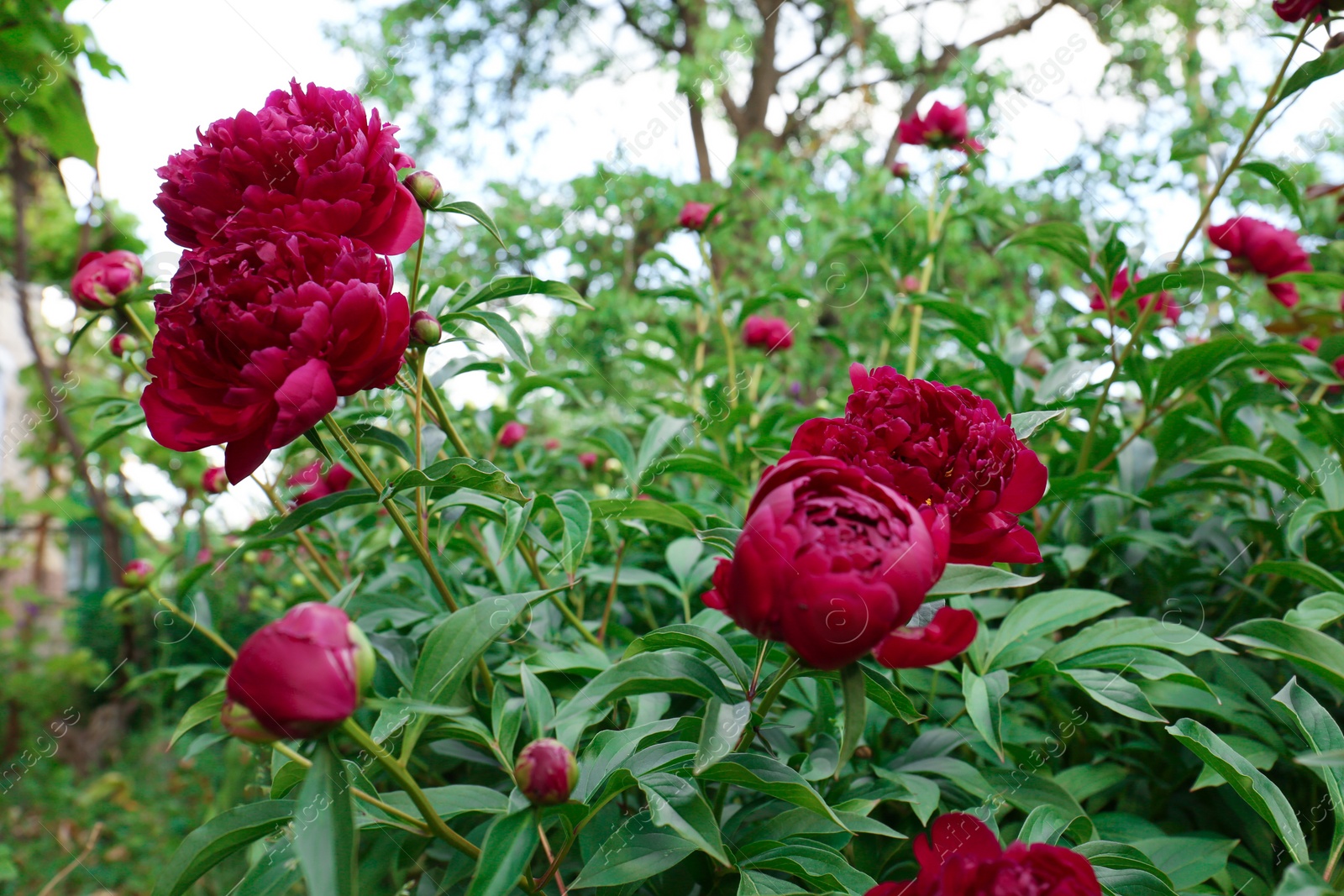 Photo of Beautiful peony plants with burgundy flowers and buds outdoors