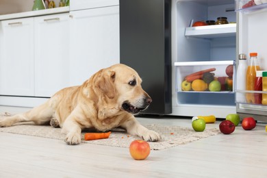 Cute Labrador Retriever with scattered fruits near refrigerator in kitchen