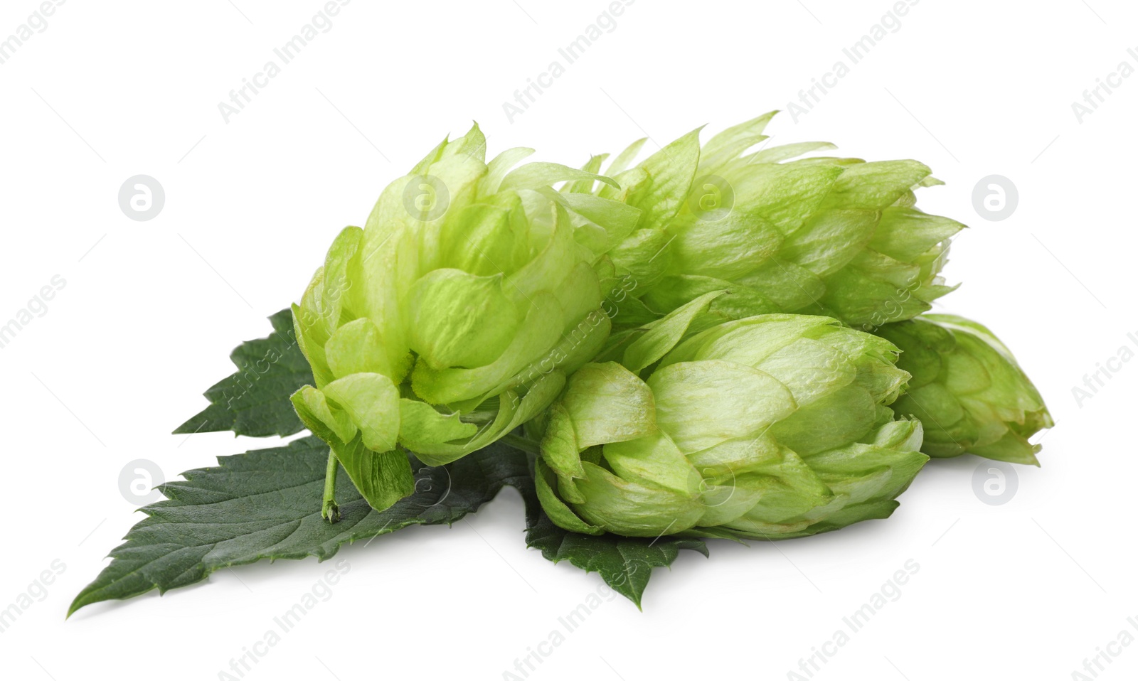 Photo of Fresh ripe green hops on white background