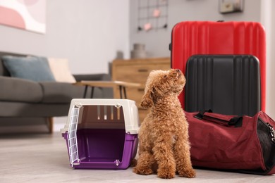 Photo of Travel with pet. Cute dog, carrier and bag on floor indoors