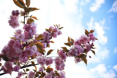 Photo of Blossoming pink sakura tree outdoors on spring day, closeup