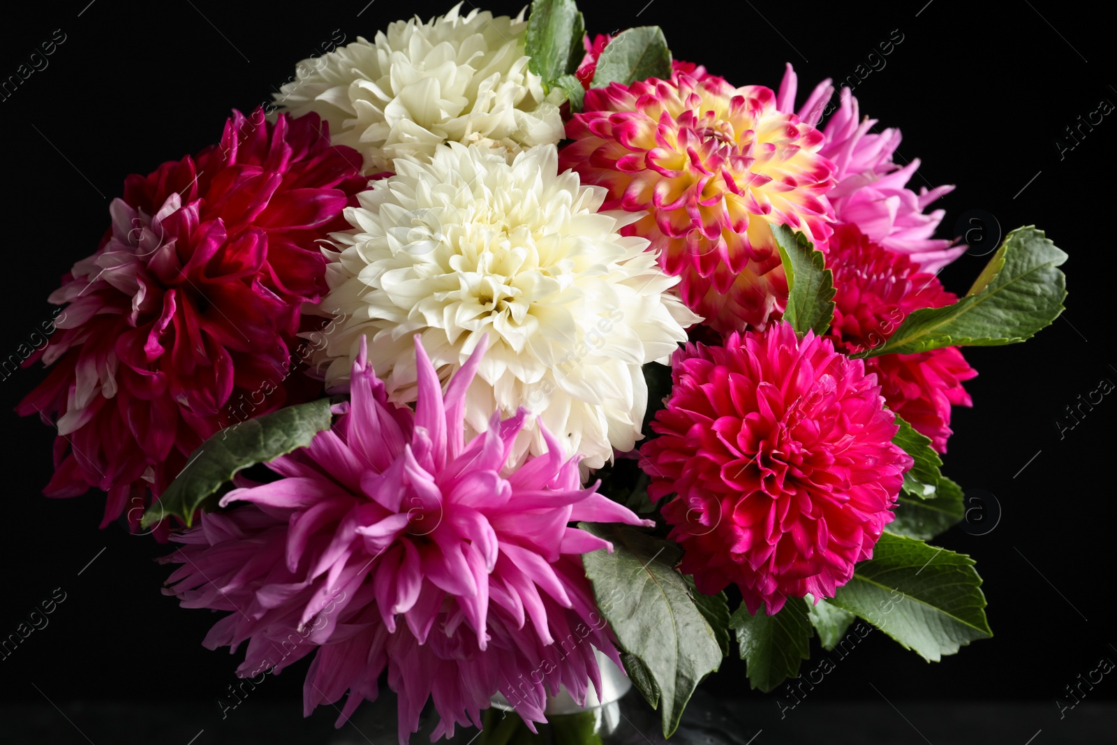 Photo of Beautiful dahlia flowers on black background, closeup