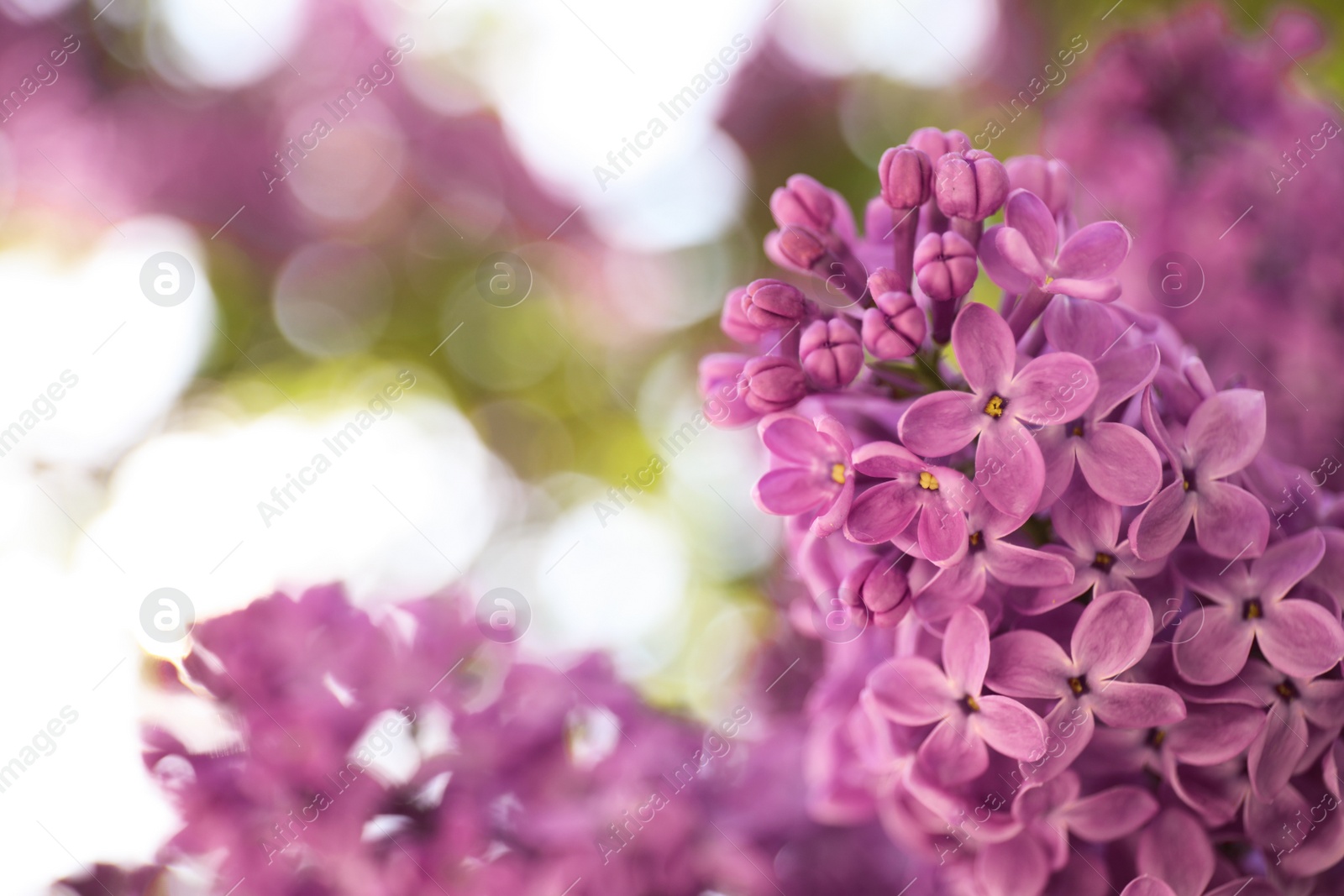 Photo of Closeup view of beautiful blossoming lilac shrub outdoors