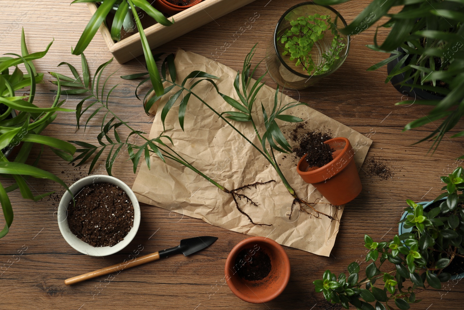 Photo of Houseplants and gardening tools on wooden table, flat lay