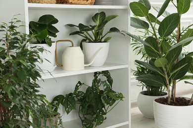 Photo of Green potted houseplants on white shelves and floor indoors