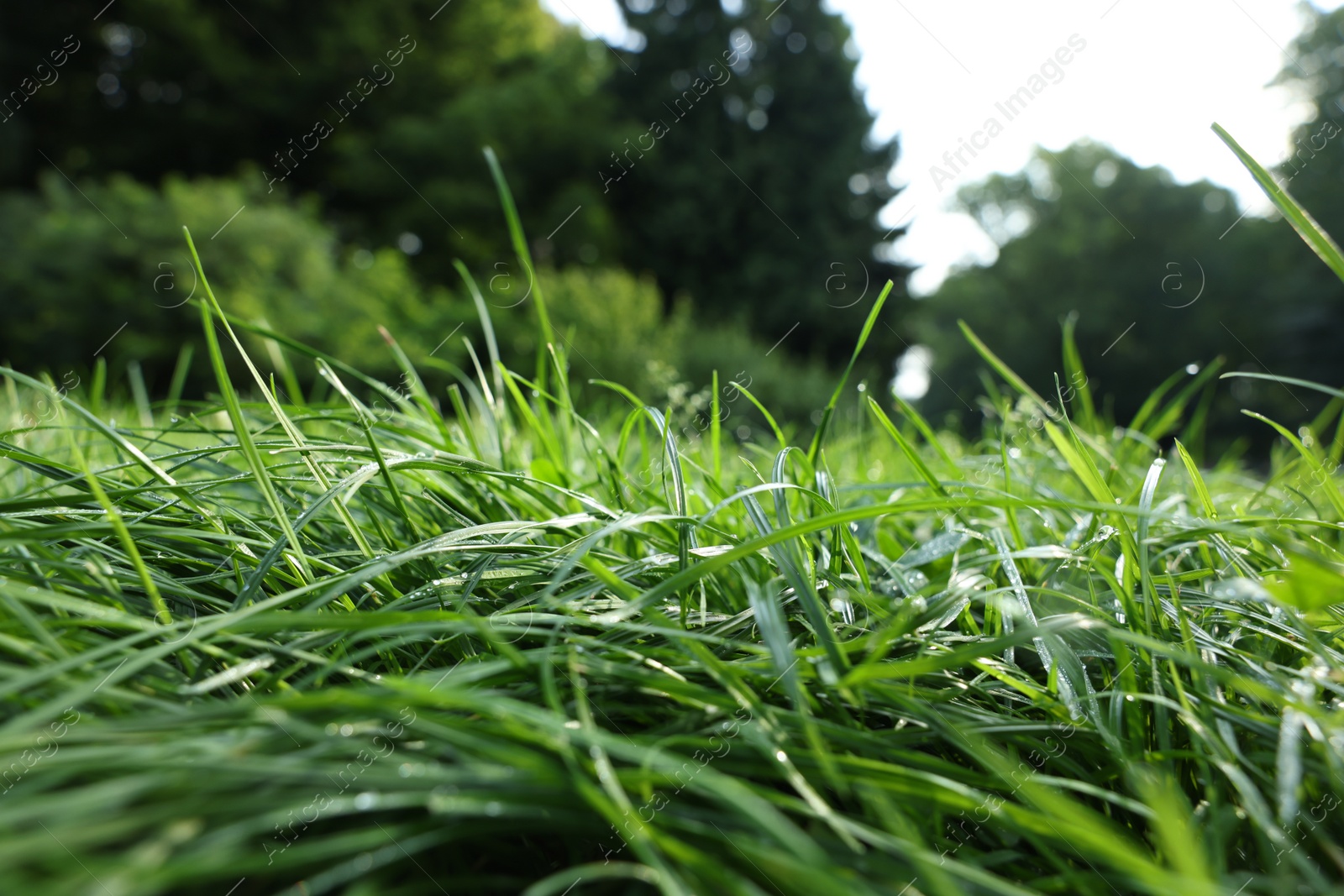 Photo of Fresh green grass growing on meadow in summer, closeup