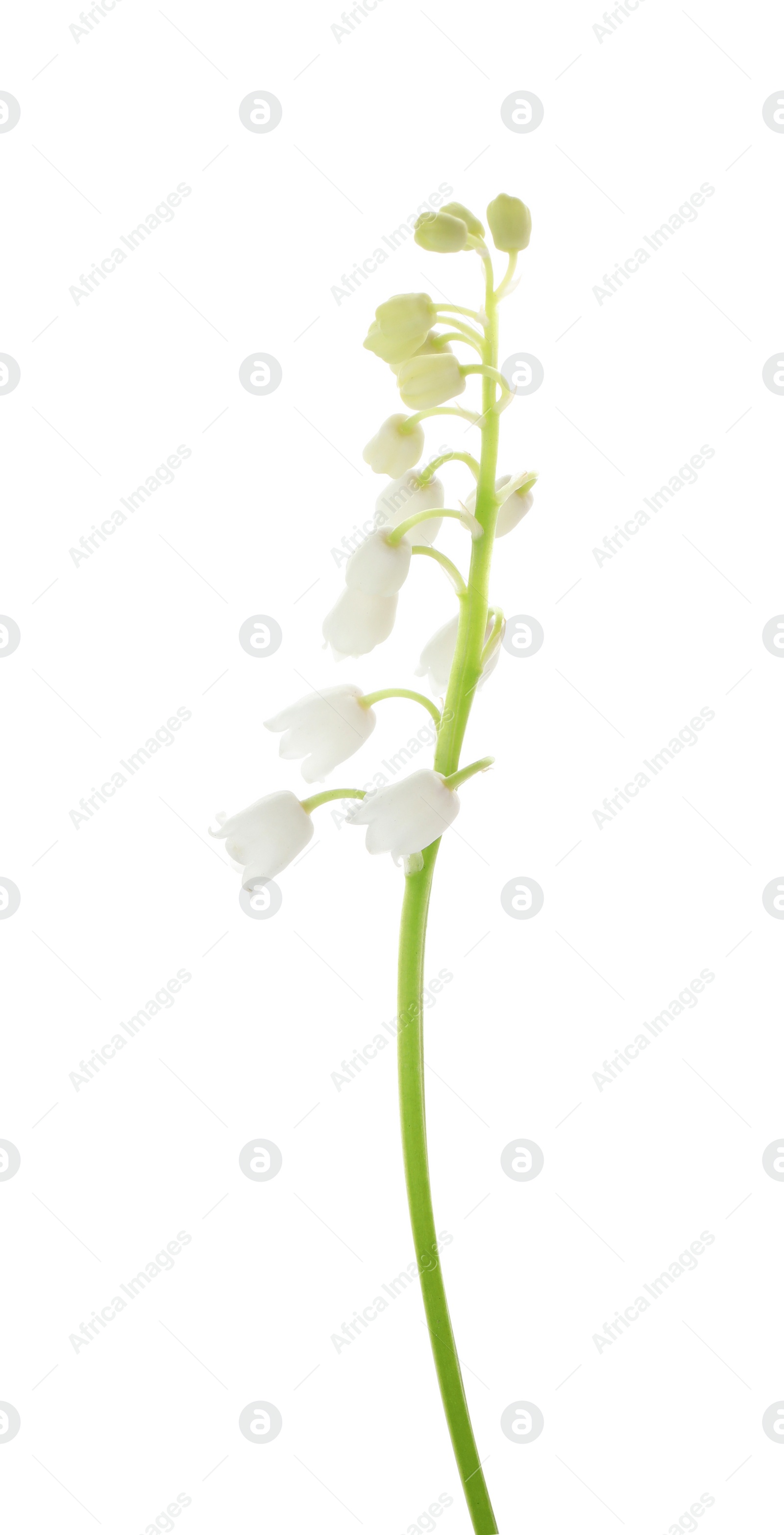 Photo of Beautiful lily of the valley isolated on white