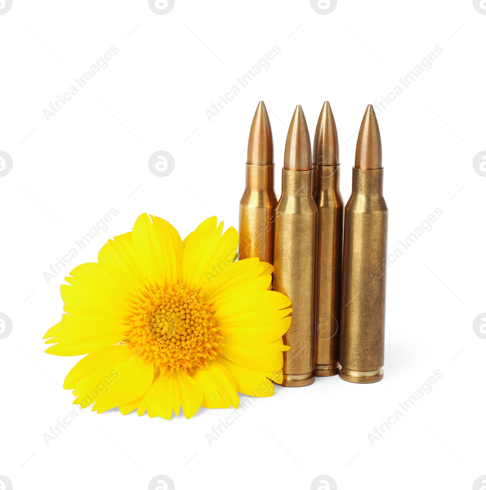 Photo of Bullets and beautiful flower isolated on white