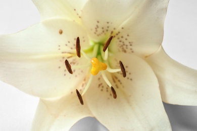 Beautiful blooming lily flower on white background, closeup