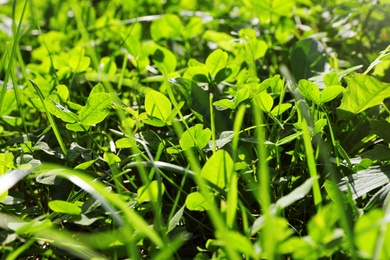 Green clover growing in wilderness on sunny day