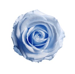 Image of Beautiful blooming light blue rose on white background