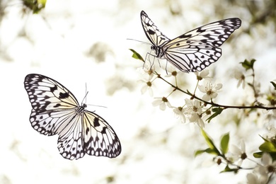 Image of Blossoming tree branch and beautiful rice paper butterflies in garden, closeup