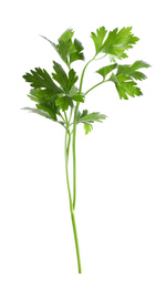 Photo of Aromatic fresh green parsley isolated on white