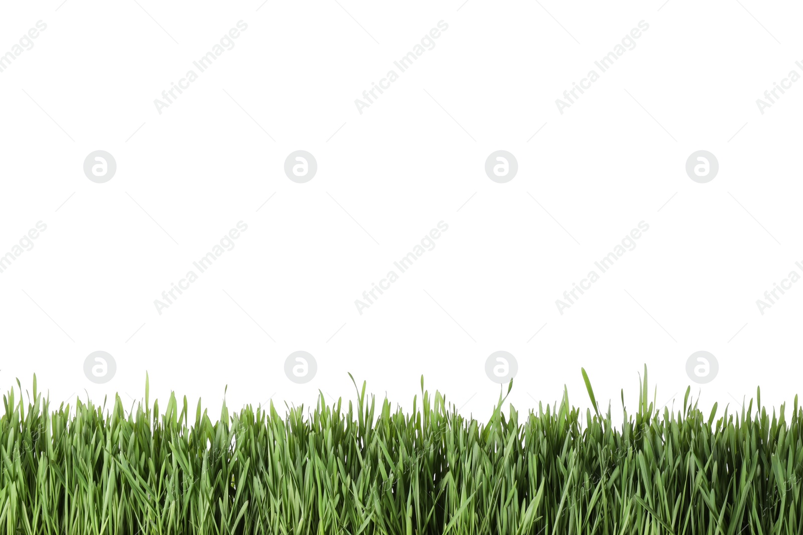 Photo of Fresh green grass on white background. Spring season