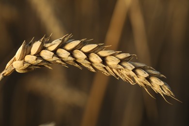 Ripe wheat spike in agricultural field, closeup