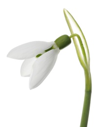 Photo of Beautiful snowdrop isolated on white. Spring flower