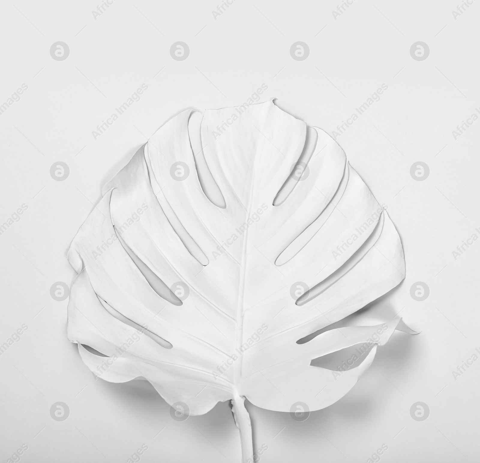 Photo of Painted tropical Monstera leaf on white background, top view