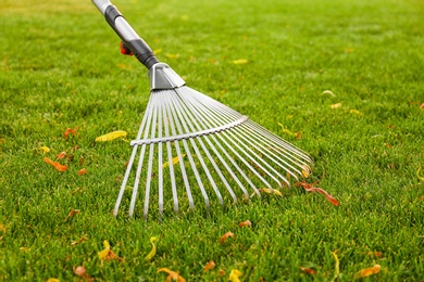 Raking green lawn at backyard, closeup. Home gardening