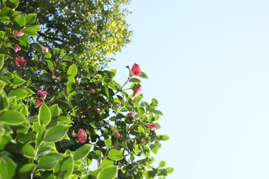 Beautiful green camellia shrub with blooming flowers outdoors, space for text