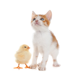 Photo of Fluffy baby chicken and cute kitten together on white background