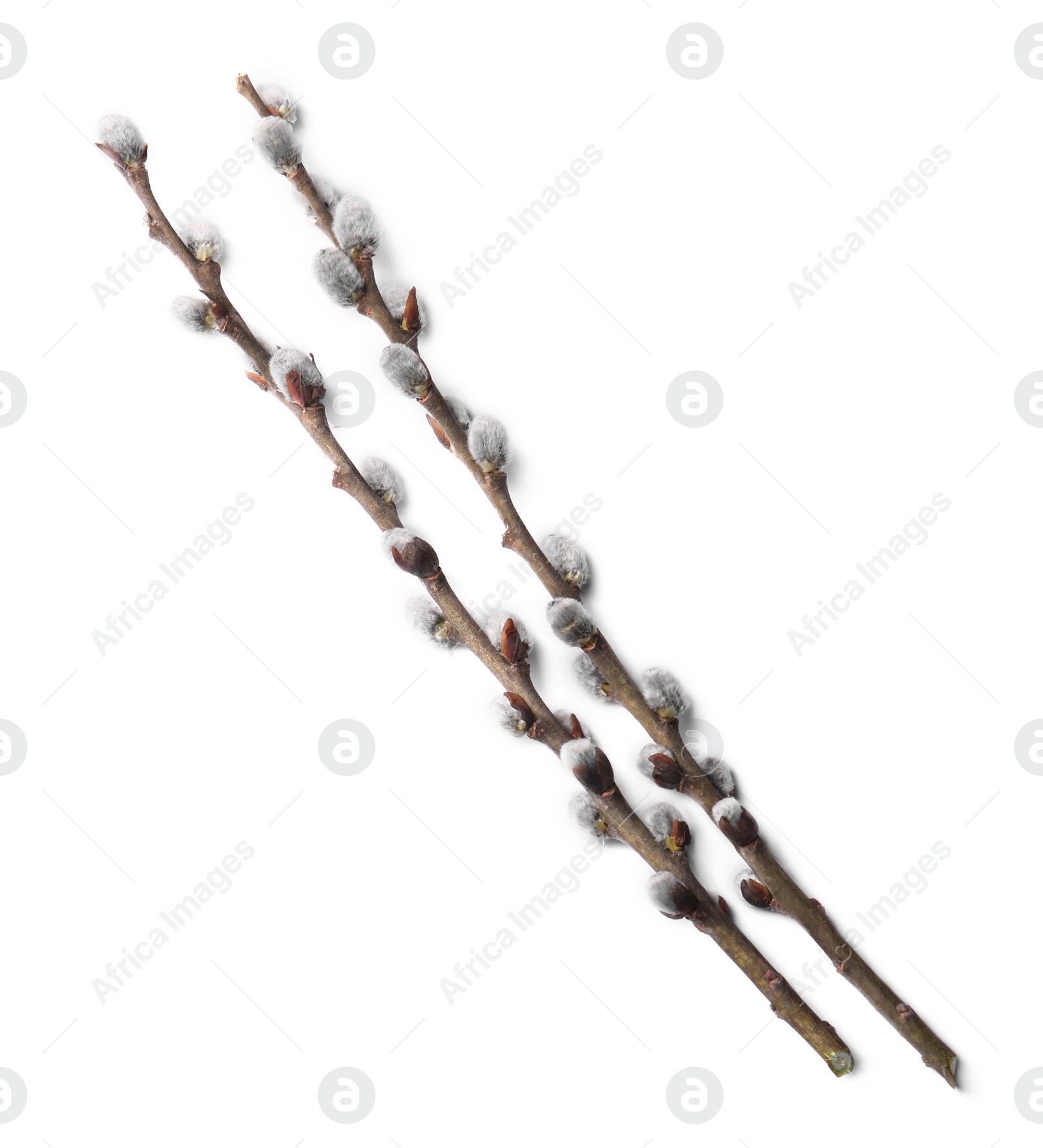 Photo of Beautiful pussy willow branches with flowering catkins isolated on white, top view